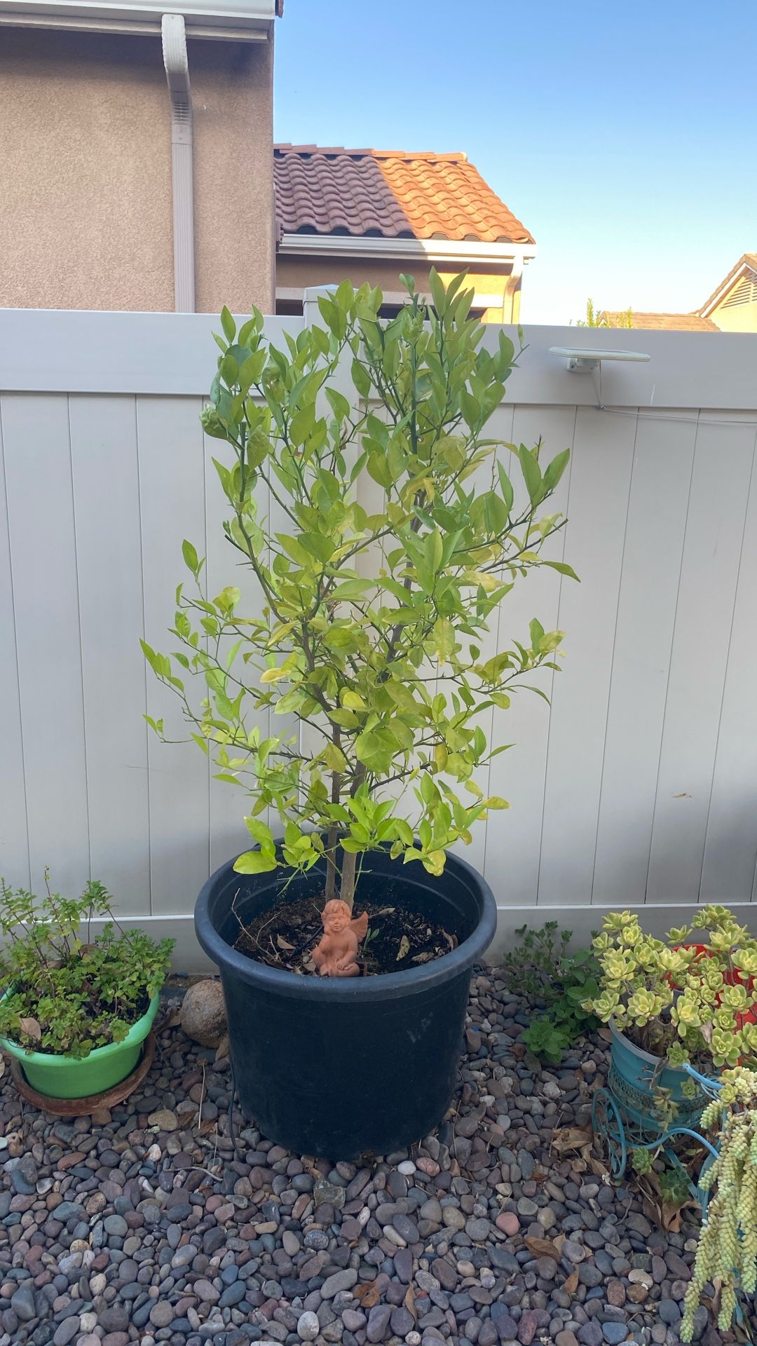 Sweet Lime Tree 