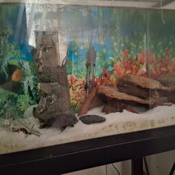 20 Gallon Fish Tank