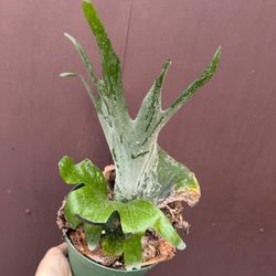 6” staghorn grande 