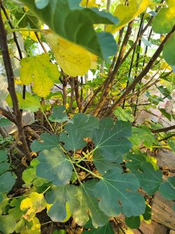 Fig Branch/ Stem x 12" long maximum