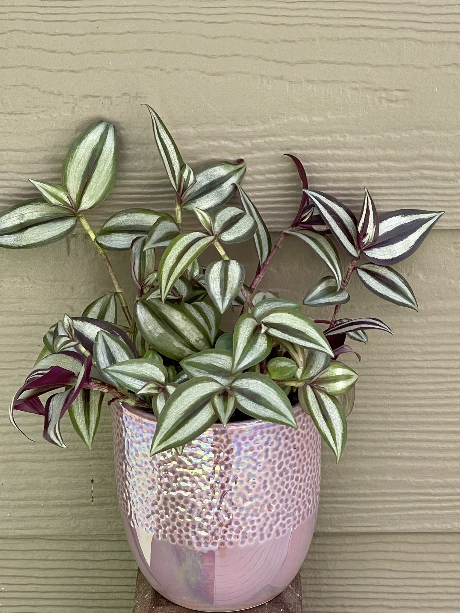 🎁 Inch Plant, Zebrina House Plant In Beautiful Ceramic Pot 4.5"H.