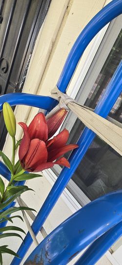 Lily Plants