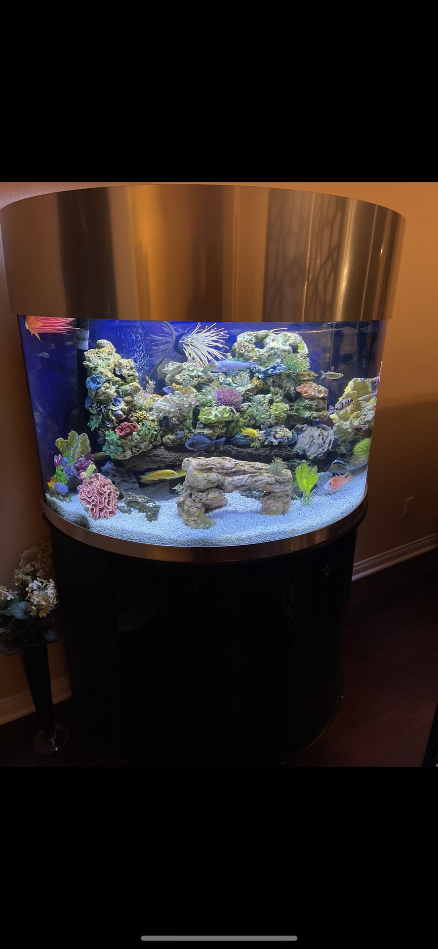 Upscale Fish Tank 100 Gallon Turn Key Everything Included 