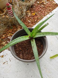Aloe plant