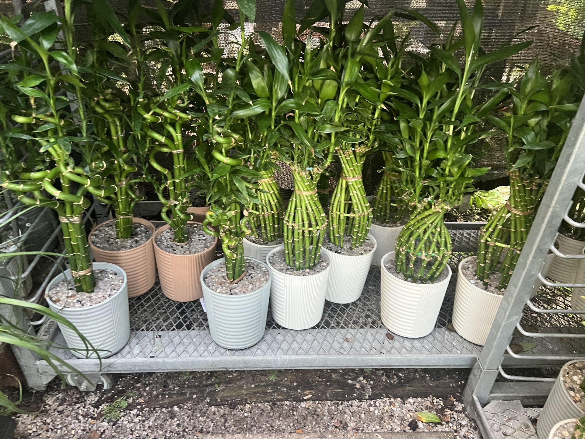 Lucky Bamboo in Ceramic Pot. SPECIAL PRICE 🤩