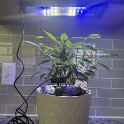 COZYWELL UVB/LED Light (Plants/Reptiles) - $10 OBO