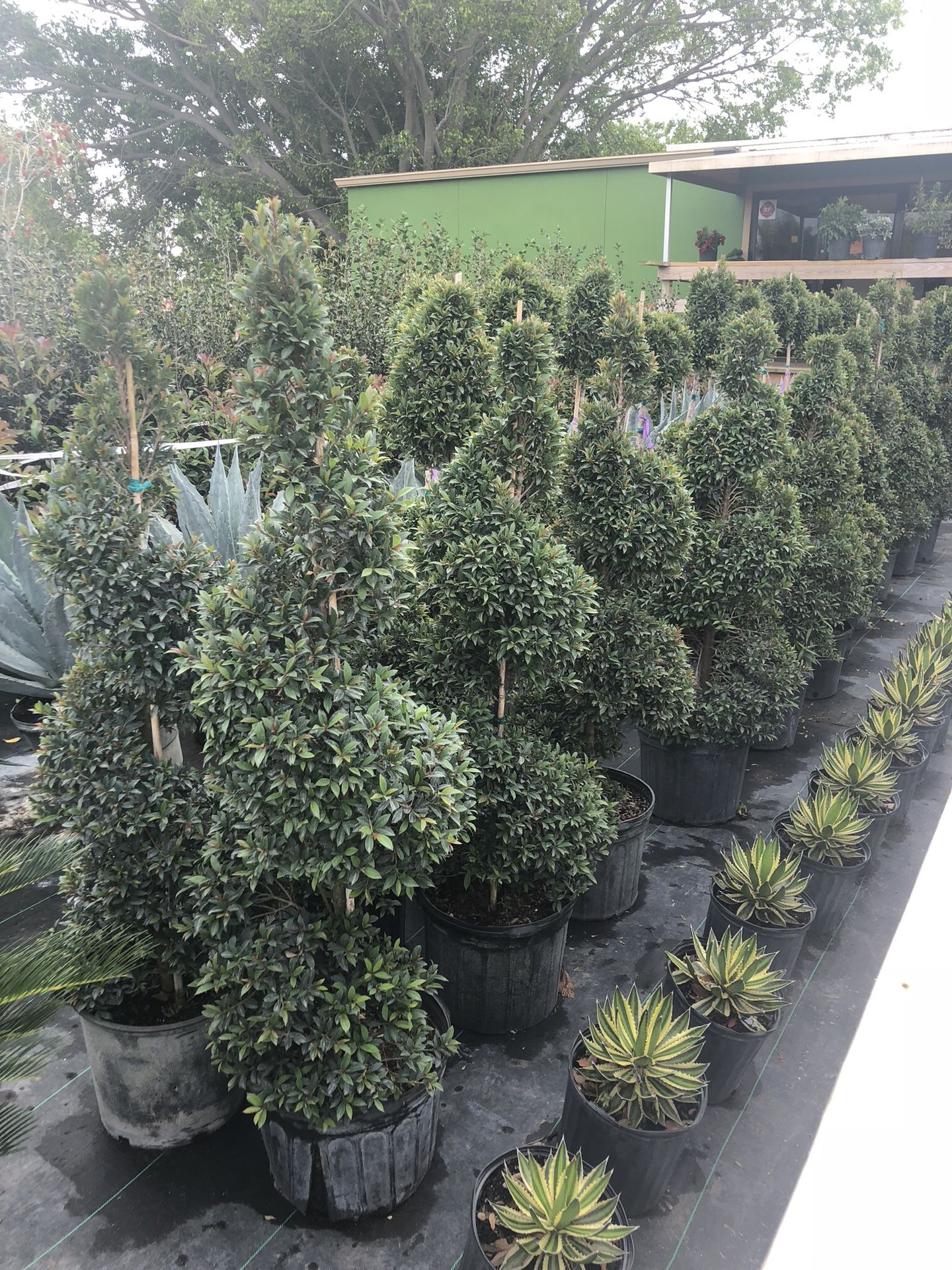 Topiary