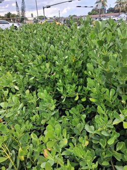 Clusia hedges on sale from $13