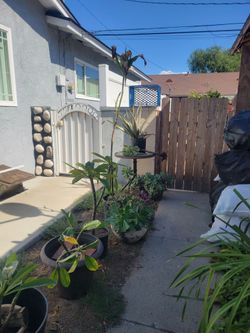 Free plants