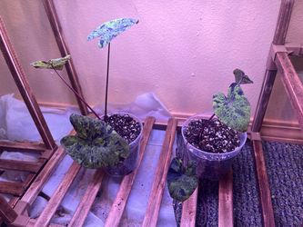 Colocasia Mojito