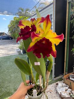 Rlc. toshie aoki 'starburst pot 4”