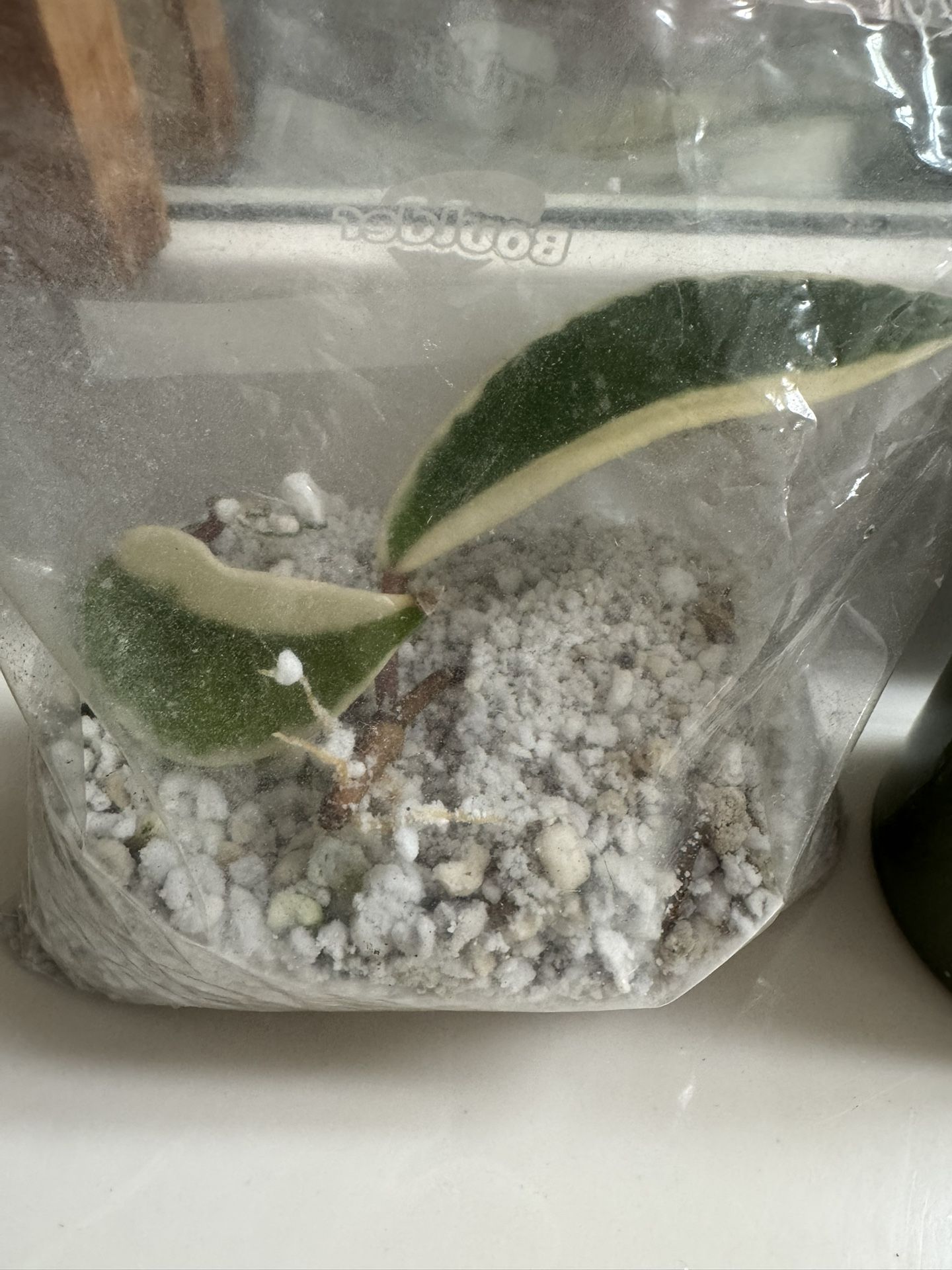 Two Rooted Hoya Cuttings in Perlite