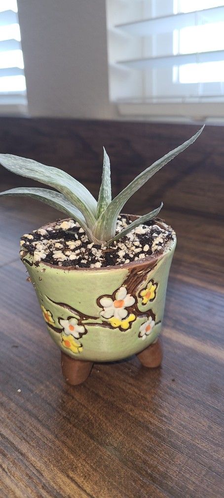 Gasteria Succulent