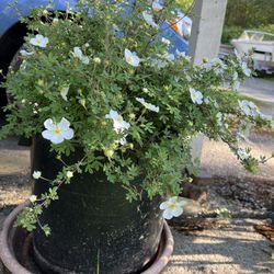 Shrubby Cinquefoil Flowering Plant Live White Flowers 