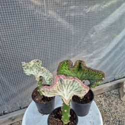 Mermaid Tail Cactus Plant 4" Pot $5 Each
