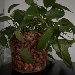 •   “natural plants with base pots”