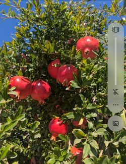 Pomegranates