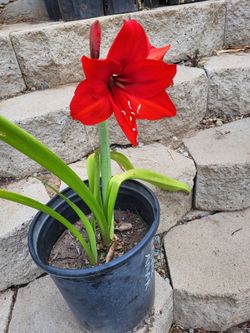 Red Amaryllis Plant Large Pot