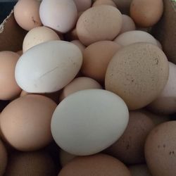 fresh eggs free range chickens 