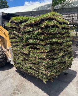St. Augustine Grass Pallets   (sod)
