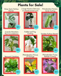 Houseplants for sale