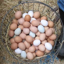 Chicken Eggs 