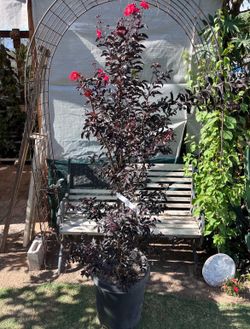 Red Crape Myrtle Tree