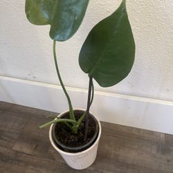 Plant In Ceramic Pot $8