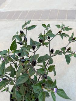 Rare ! BLACK PRINCE CHILI PEPPER