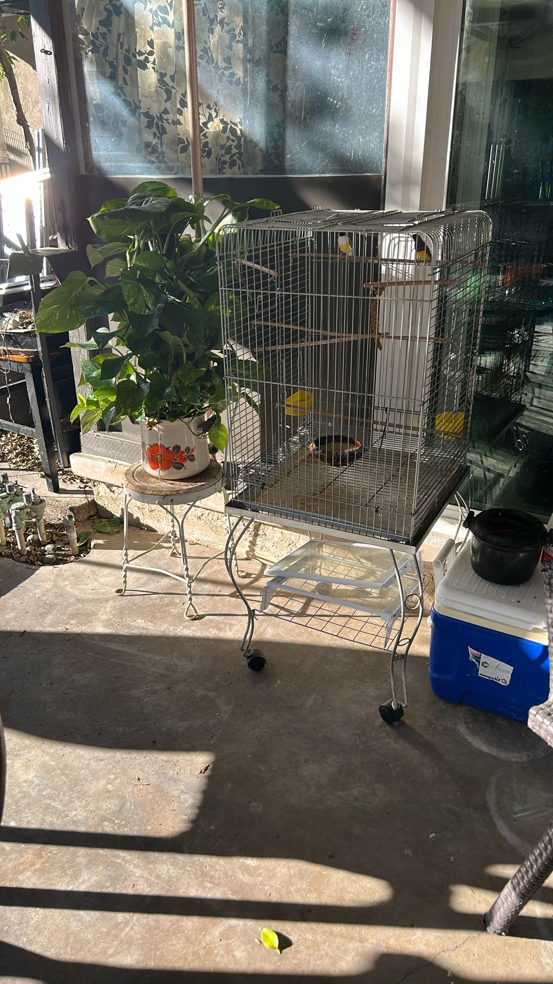 Bird Cage