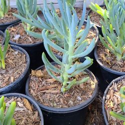 Chalksticks succulent