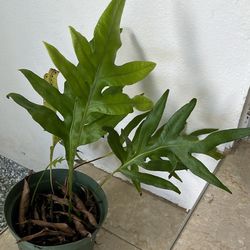 Fern Available6” Live Plant 