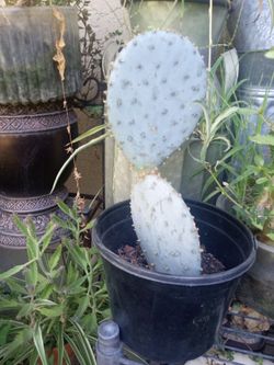 cactu