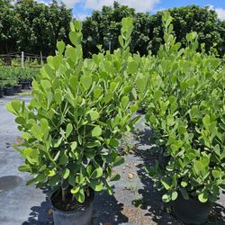 huge clusias over 4 feet tall Instant Privacy Hedge 