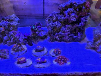 Reef Decorations