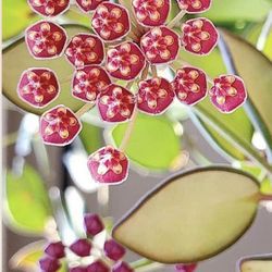 Hoya Burtoniae 