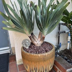 fan aloe aloe plicatilis Cactus Succulents Agave