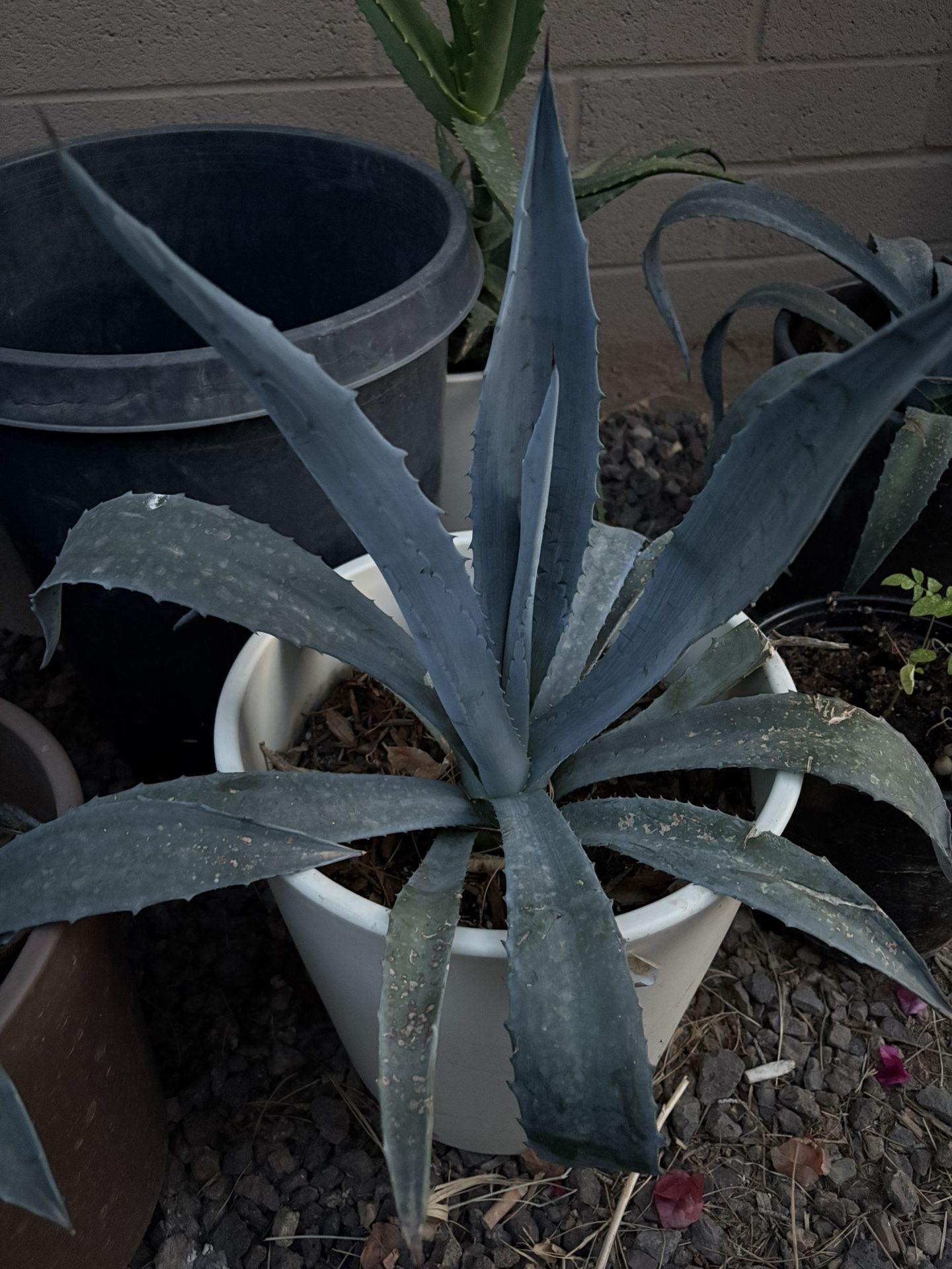 Blue Agave