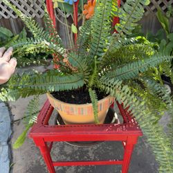 Wood Plant Stand With Potted Fern 