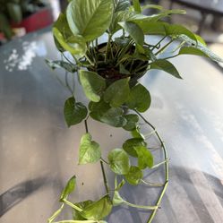 Giant Pothos Climbing Vine Plant