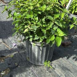 Philippine Violet – Lush Tropical Blooms in 3-Gallon Pot 🌿