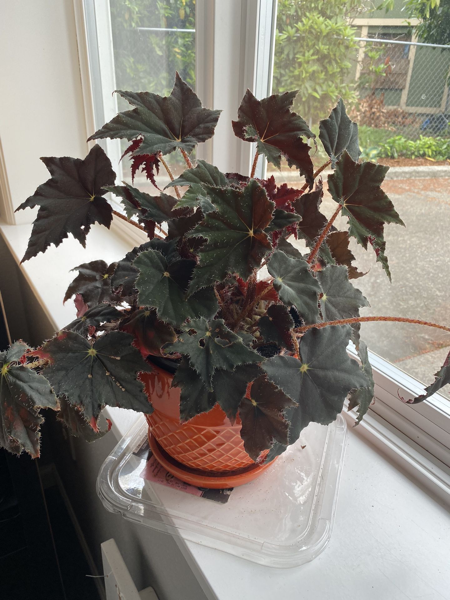 Begonia Velvet Leaves With Burgundy Back Gourgeous 