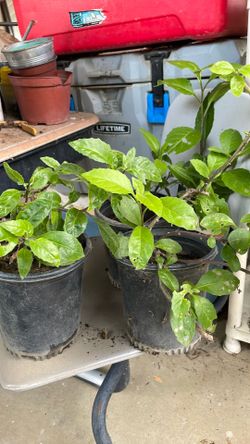 Plantas naturales de insulina a Buen Presio
