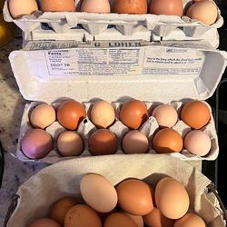 Fresh chicken eggs