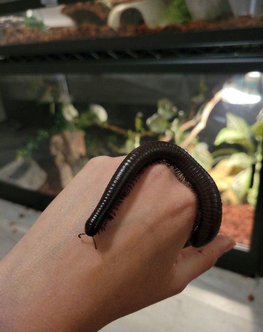 Milipede Cage