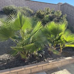 Free Young Mexican Fan Palm Trees (Washingtonia robusta)