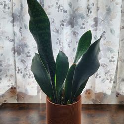 Plant Bundle, pots included!