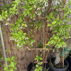 Star Jasmin plant 5 gallon pots