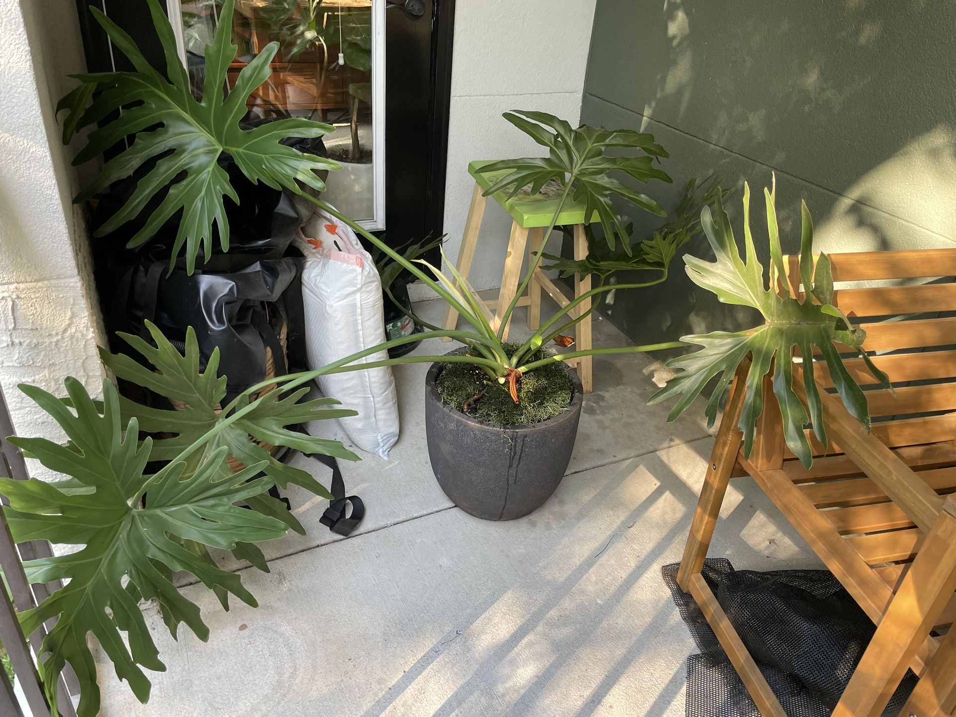 Tree philodendron in large pot