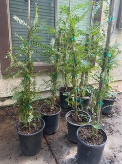 Árboles De Pirul 4 Pies De Altos $45 Cada Uno Precio Firme